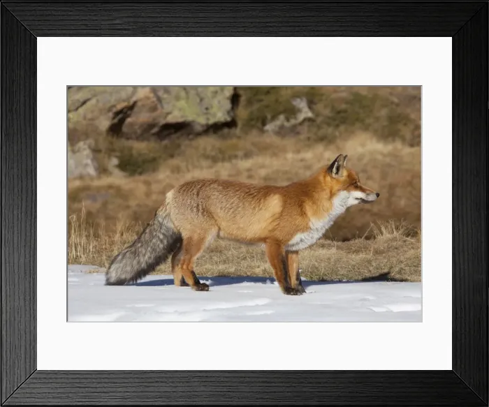 Framed Print : Picture No. 11981788 Framed Print : Picture No. 11981788