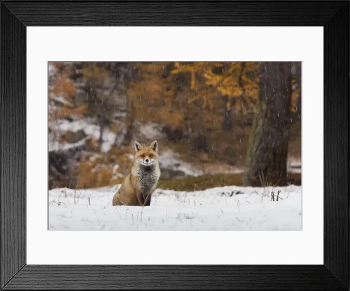 Framed Print : Picture No. 11981789 Framed Print : Picture No. 11981789