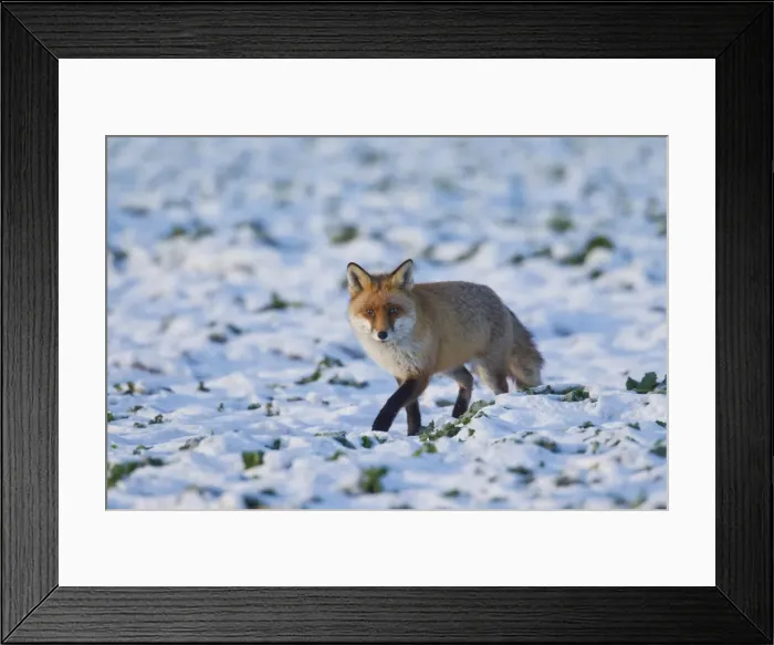Framed Print : Picture No. 11981790