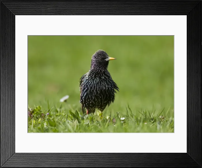 Framed Print : Picture No. 11981793 Framed Print : Picture No. 11981793