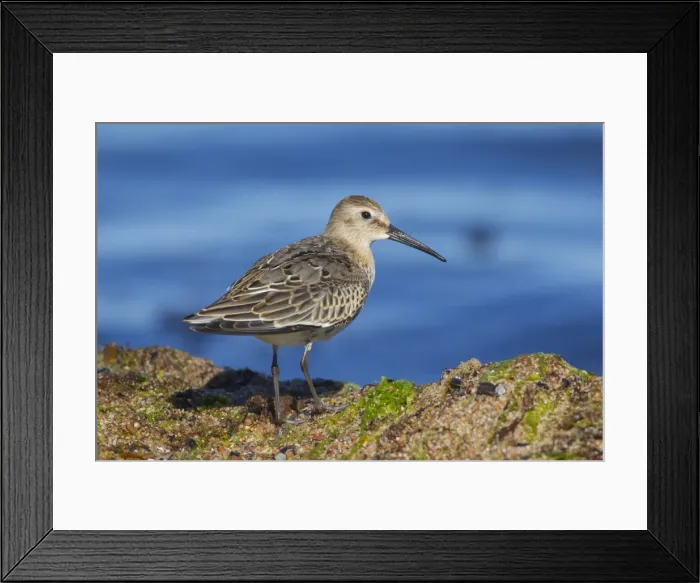 Framed Print : Picture No. 11981795