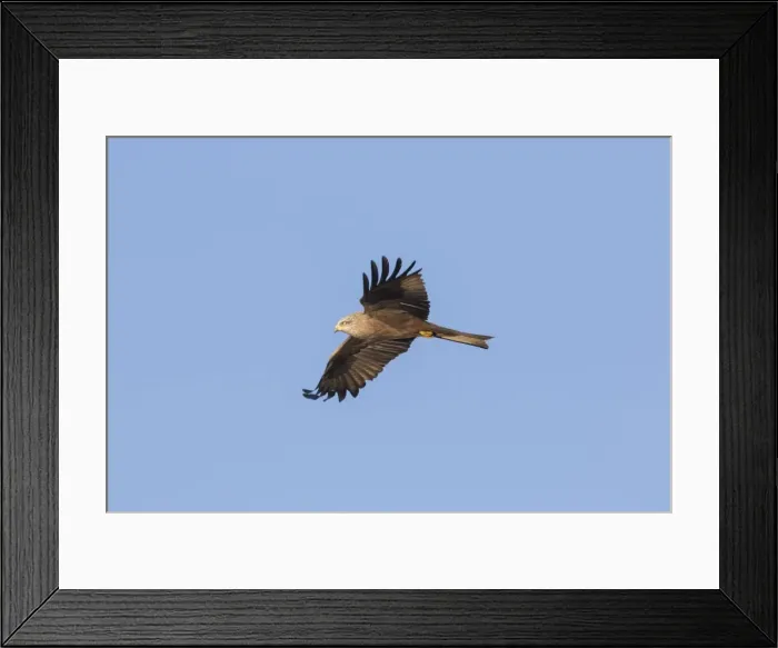 Framed Print : Picture No. 11981799 Framed Print : Picture No. 11981799