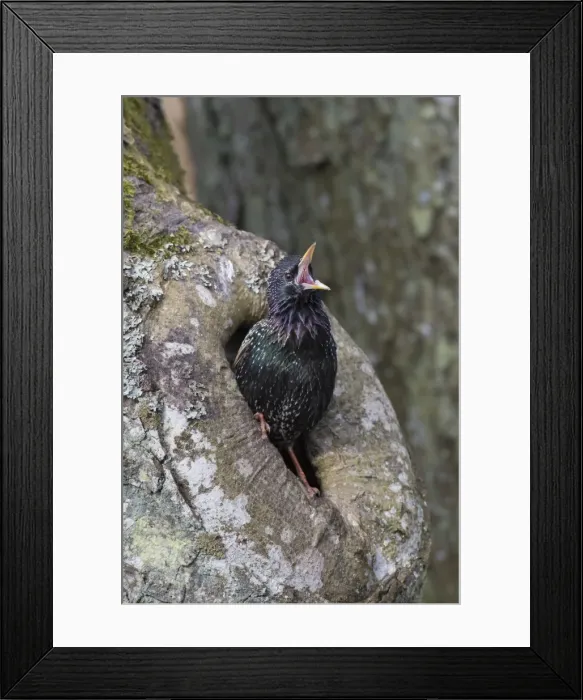 Framed Print : Picture No. 11981800 Framed Print : Picture No. 11981800