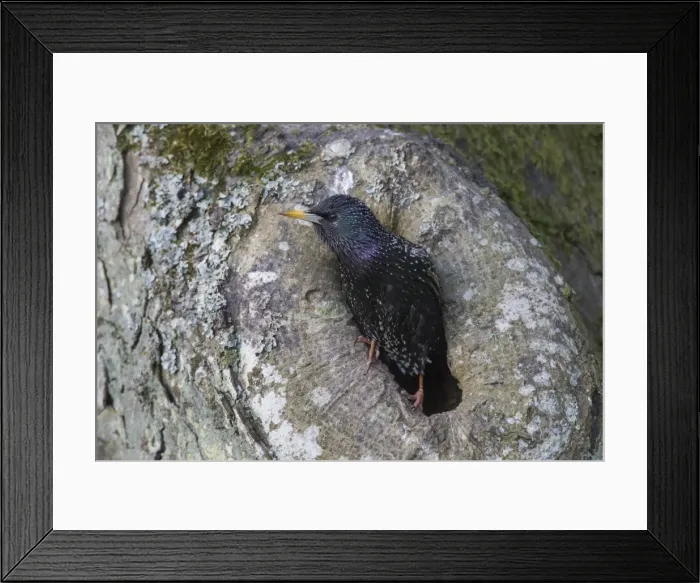 Framed Print : Picture No. 11981802 Framed Print : Picture No. 11981802