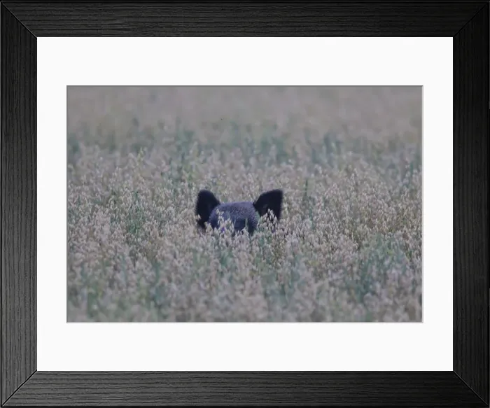 Framed Print : Picture No. 11981804 Framed Print : Picture No. 11981804