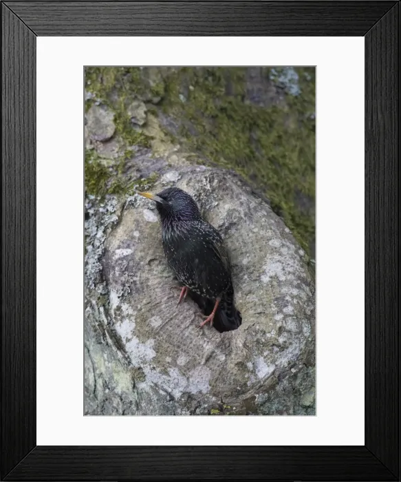 Framed Print : Picture No. 11981805 Framed Print : Picture No. 11981805