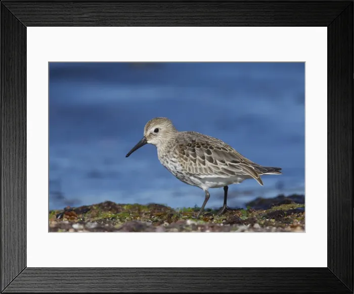 Framed Print : Picture No. 11981806