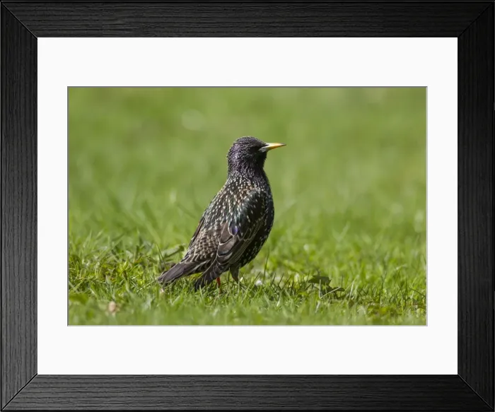 Framed Print : Picture No. 11981807 Framed Print : Picture No. 11981807