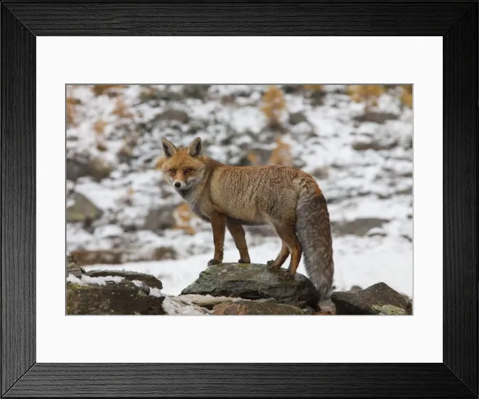 Framed Print : Picture No. 11981808 Framed Print : Picture No. 11981808