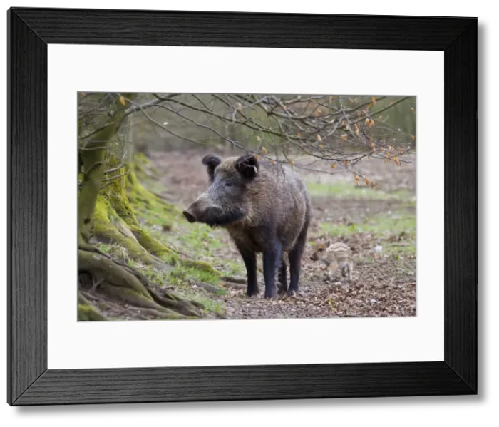 Framed Print : Picture No. 11981809 Framed Print : Picture No. 11981809