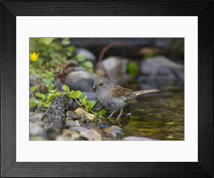 Framed Print : Picture No. 11981810