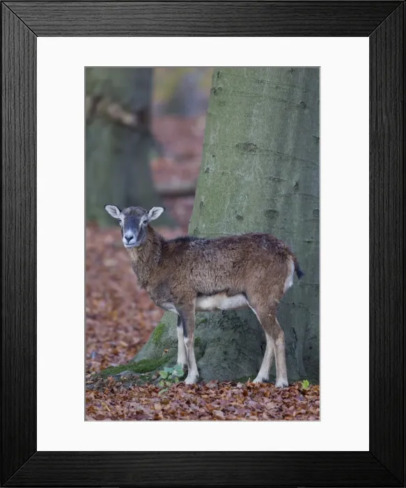 Framed Print : Picture No. 11981811 Framed Print : Picture No. 11981811