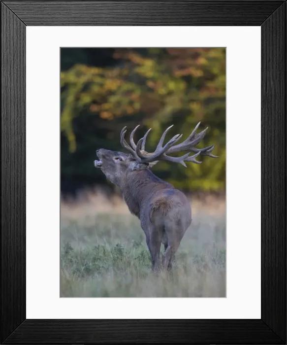 Framed Print : Picture No. 11981813 Framed Print : Picture No. 11981813