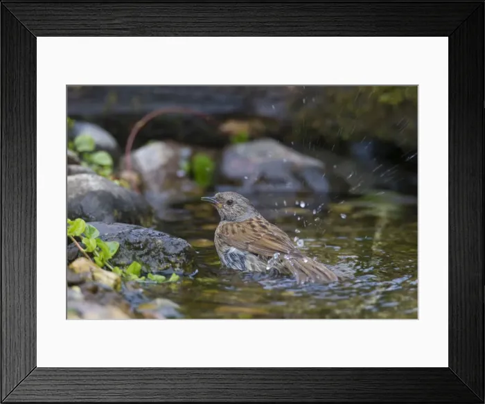 Framed Print : Picture No. 11981814