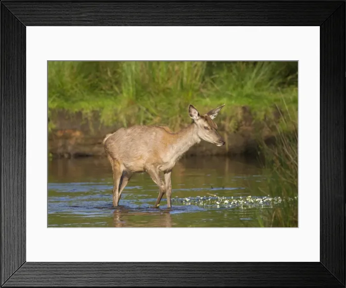 Framed Print : Picture No. 11982036 Framed Print : Picture No. 11982036