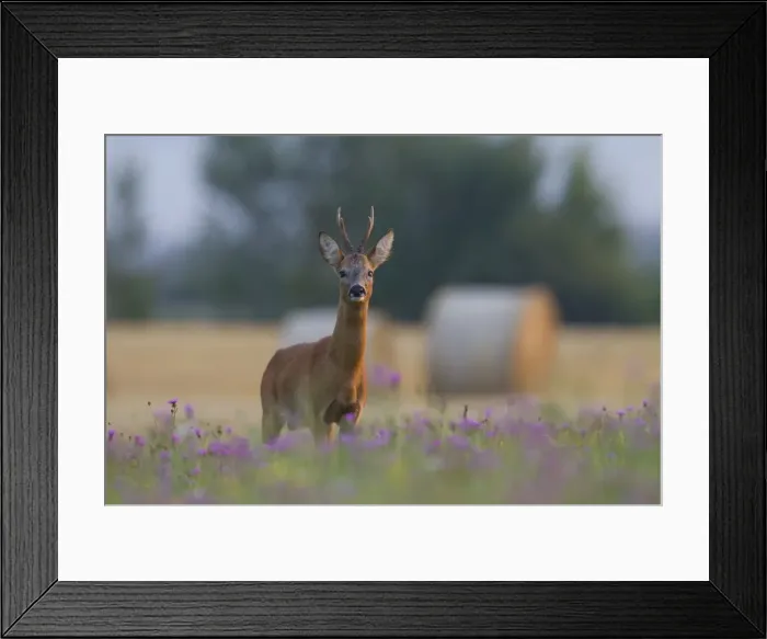 Framed Print : Picture No. 11982037