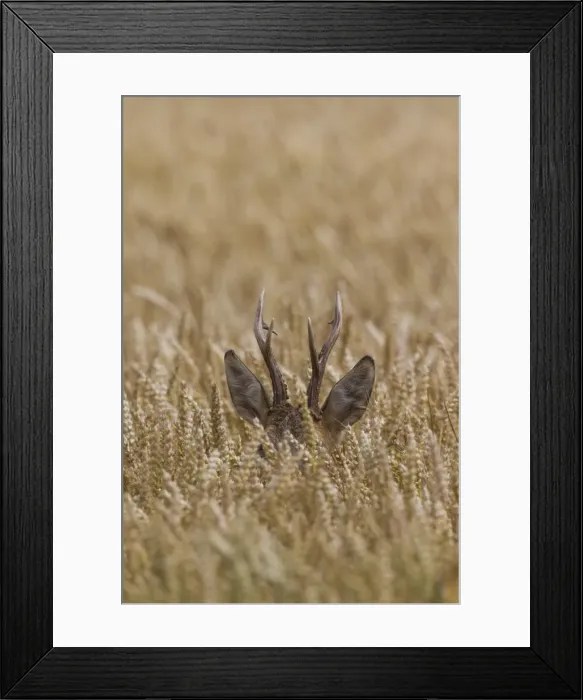 Framed Print : Picture No. 11982038