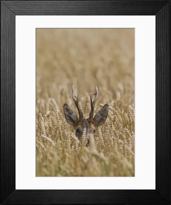 Framed Print : Picture No. 11982039 Framed Print : Picture No. 11982039