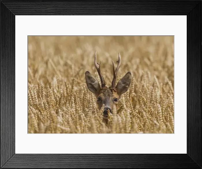 Framed Print : Picture No. 11982040