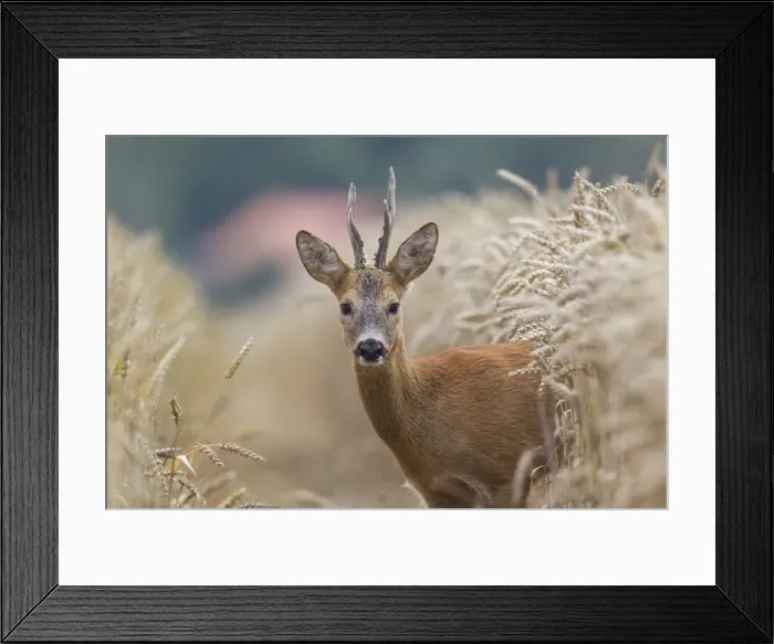 Framed Print : Picture No. 11982041