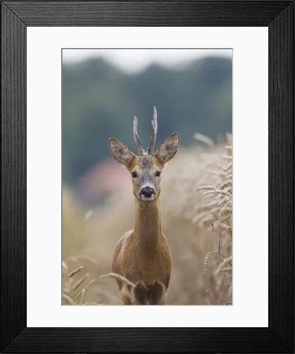 Framed Print : Picture No. 11982042