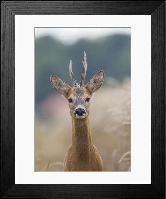 Framed Print : Picture No. 11982043 Framed Print : Picture No. 11982043