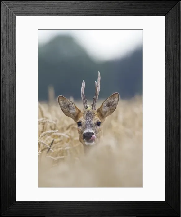 Framed Print : Picture No. 11982044