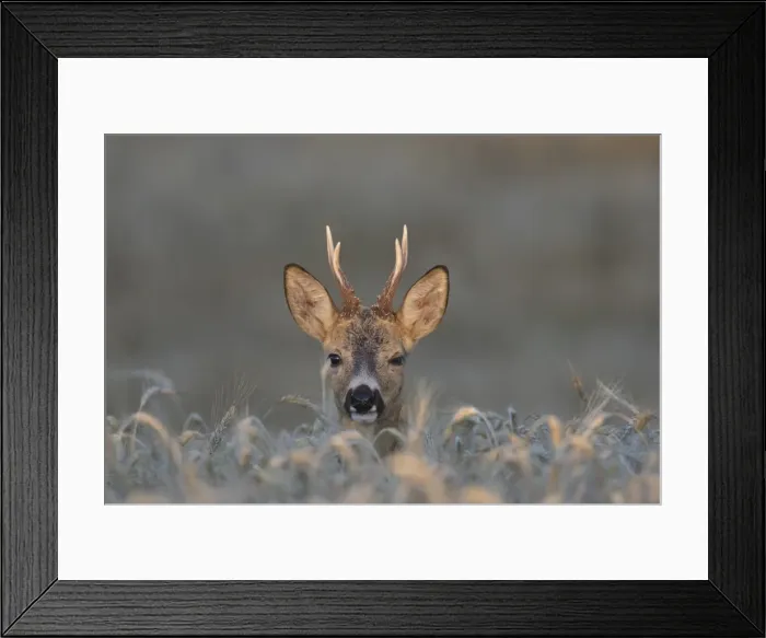 Framed Print : Picture No. 11982045 Framed Print : Picture No. 11982045