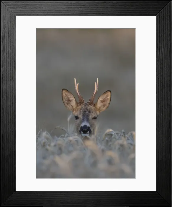 Framed Print : Picture No. 11982046 Framed Print : Picture No. 11982046