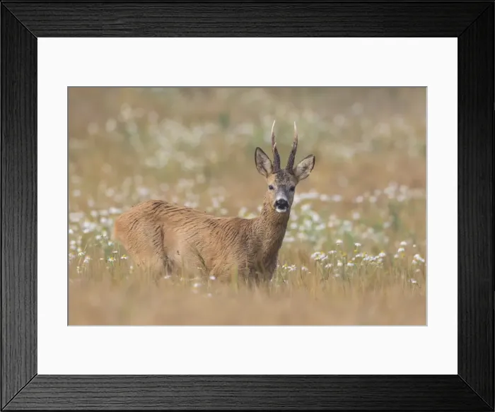Framed Print : Picture No. 11982047 Framed Print : Picture No. 11982047