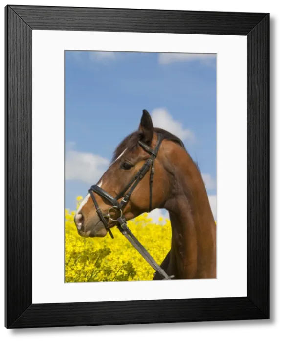 Framed Print : Picture No. 11982062 Framed Print : Picture No. 11982062