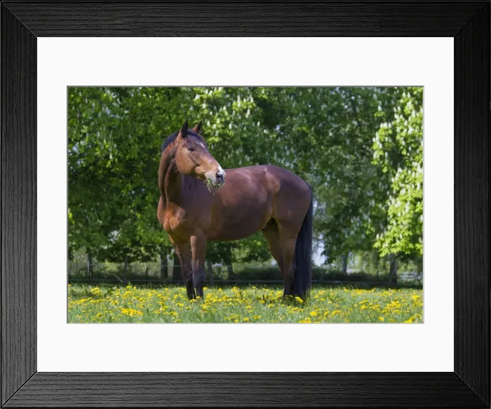 Framed Print : Picture No. 11982063 Framed Print : Picture No. 11982063