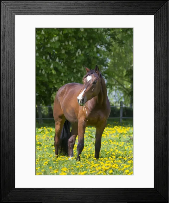 Framed Print : Picture No. 11982064