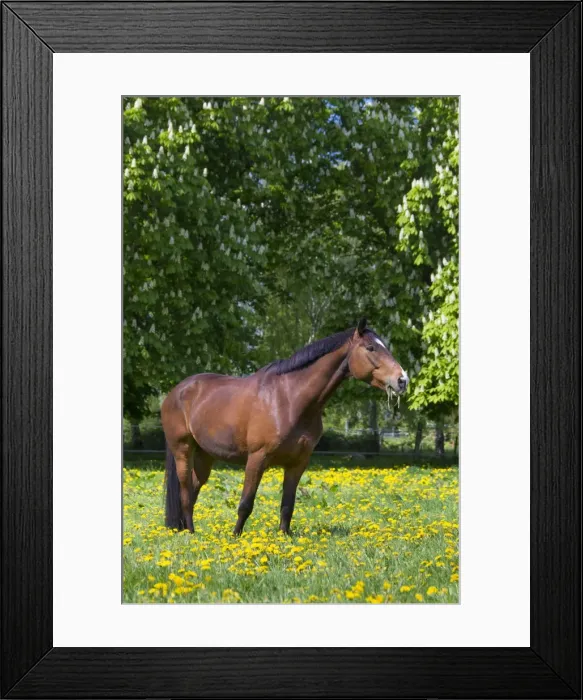 Framed Print : Picture No. 11982065 Framed Print : Picture No. 11982065