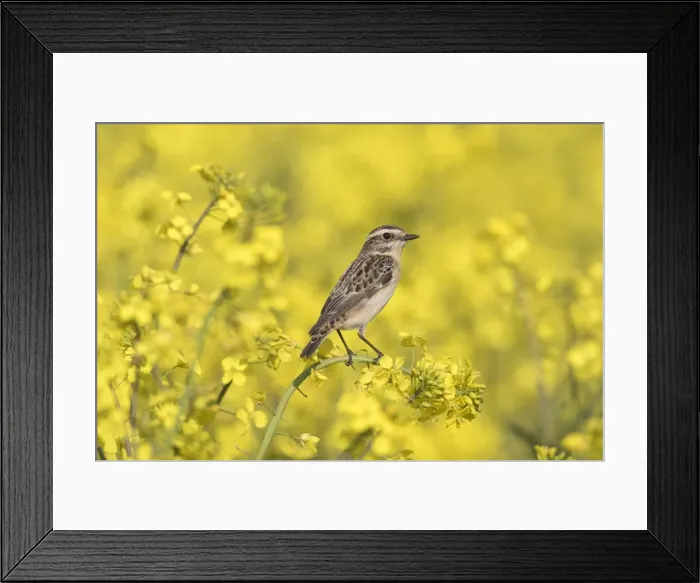 Framed Print : Picture No. 11982068