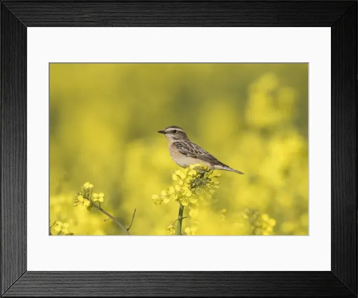 Framed Print : Picture No. 11982069 Framed Print : Picture No. 11982069