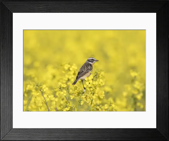 Framed Print : Picture No. 11982070 Framed Print : Picture No. 11982070