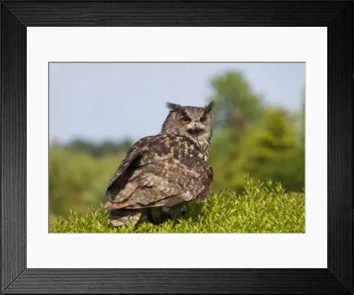 Framed Print : Picture No. 11982072 Framed Print : Picture No. 11982072