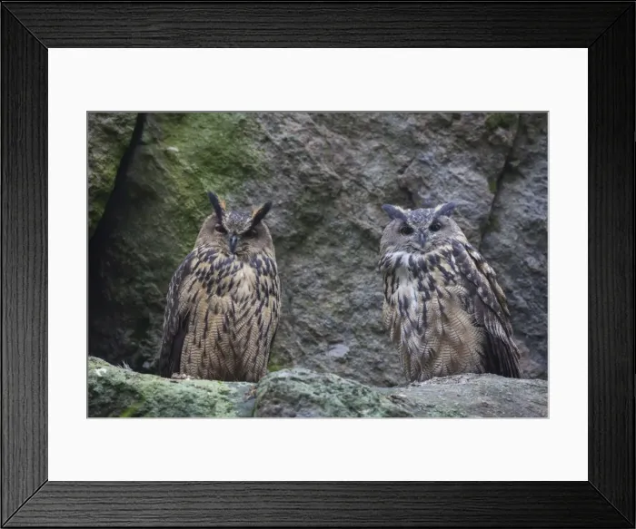Framed Print : Picture No. 11982073 Framed Print : Picture No. 11982073