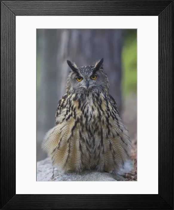 Framed Print : Picture No. 11982074 Framed Print : Picture No. 11982074