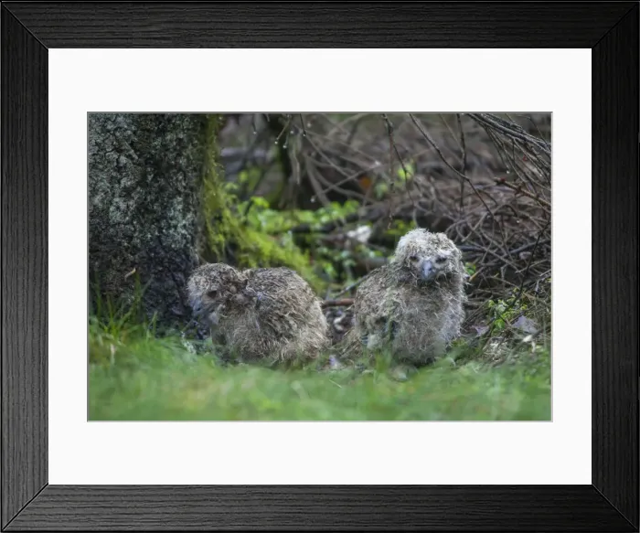 Framed Print : Picture No. 11982076 Framed Print : Picture No. 11982076