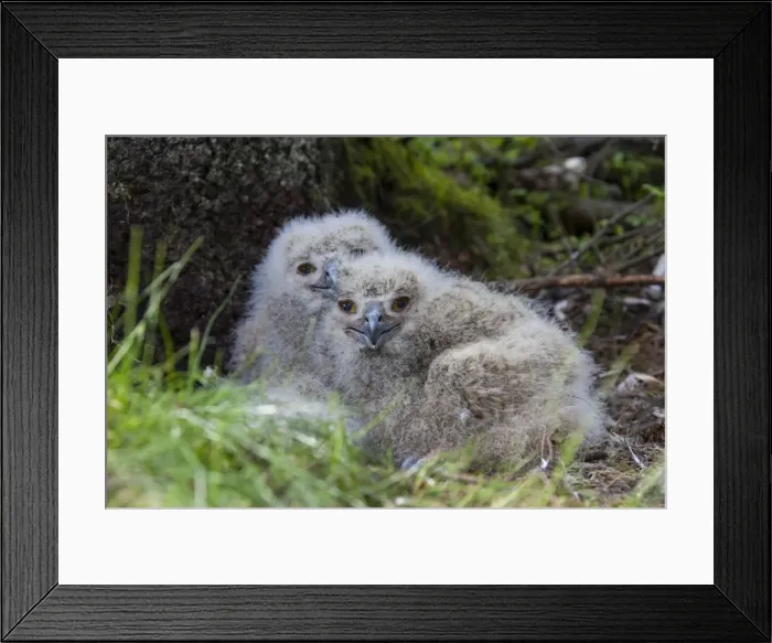 Framed Print : Picture No. 11982077 Framed Print : Picture No. 11982077