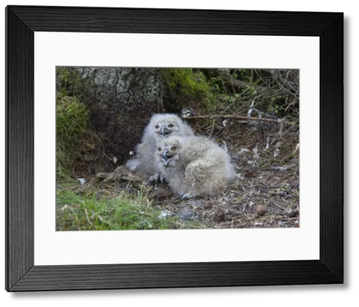 Framed Print : Picture No. 11982078 Framed Print : Picture No. 11982078
