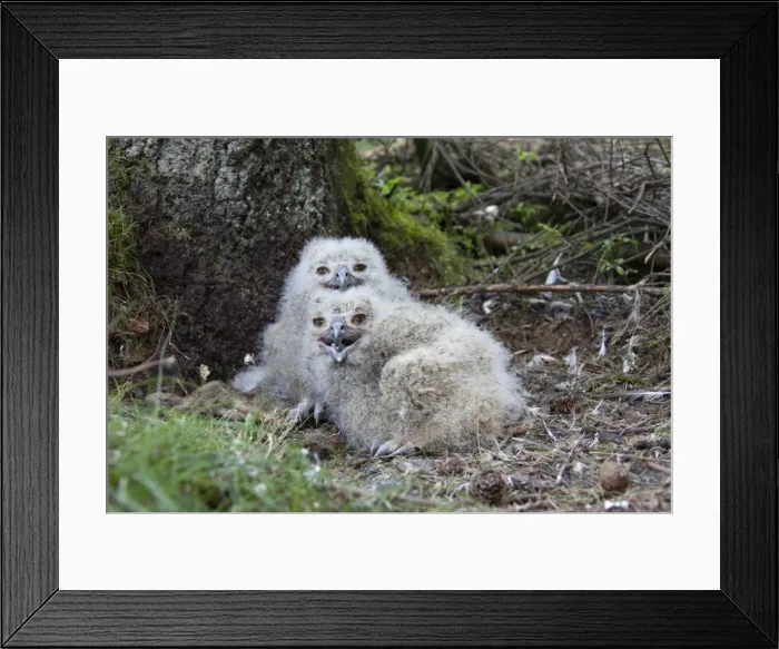 Framed Print : Picture No. 11982079 Framed Print : Picture No. 11982079