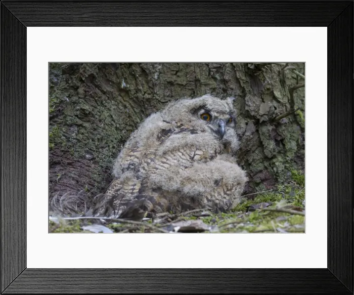 Framed Print : Picture No. 11982080