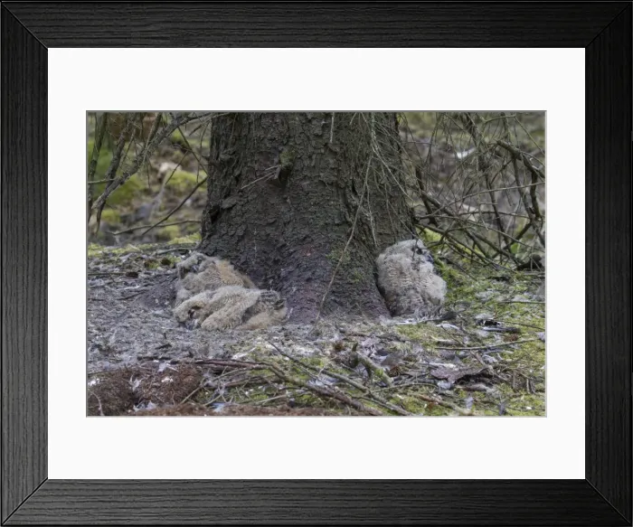Framed Print : Picture No. 11982081 Framed Print : Picture No. 11982081