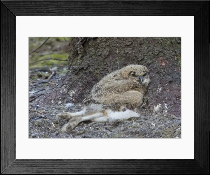 Framed Print : Picture No. 11982082