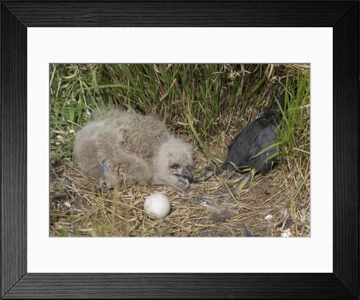 Framed Print : Picture No. 11982083 Framed Print : Picture No. 11982083