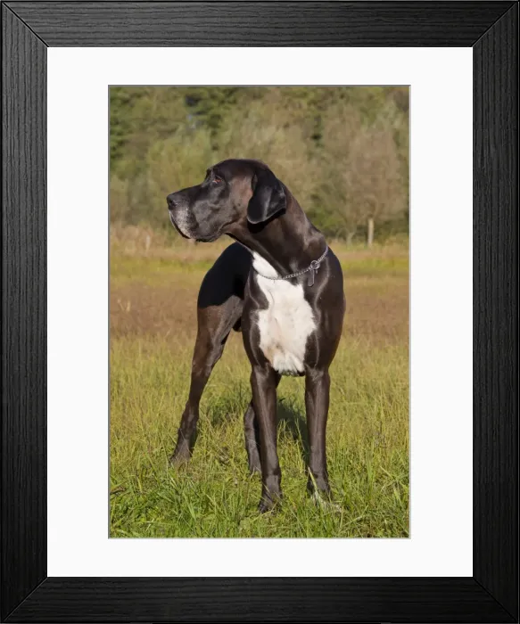 Framed Print : Picture No. 11982099 Framed Print : Picture No. 11982099