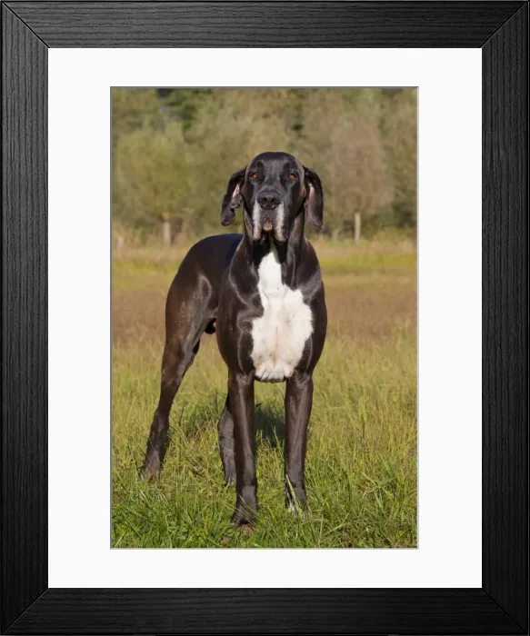 Framed Print : Picture No. 11982100 Framed Print : Picture No. 11982100